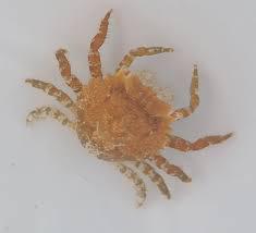 Pithos Crab