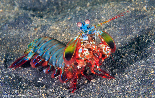 Peacock Mantis Shrimp