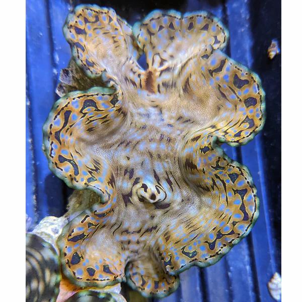 Biota Squamosa Clam