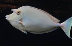 Bluetail Unicorn Tang