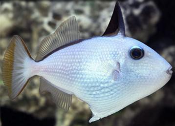 Blue Throat Trigger