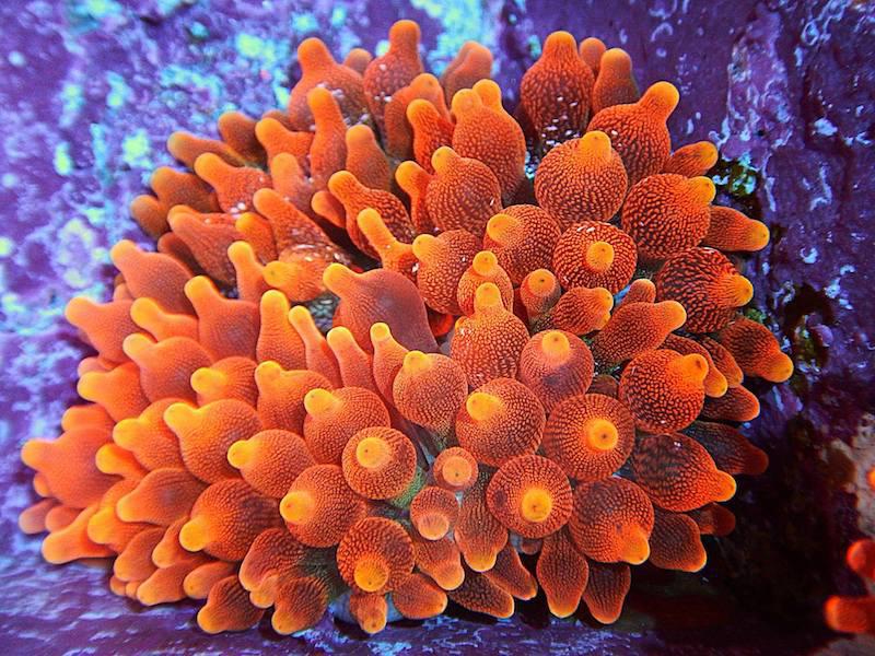 ULTRA Red Bubble Tip