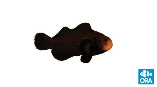 ORA Midnight Ocellaris