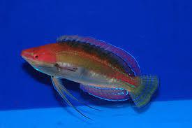 Temminckii Wrasse