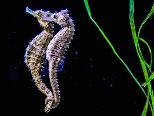 Biota Erectus Seahorse PAIR (Captive Bred!)