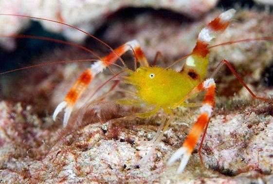 Gold Coral Banded Shrimp