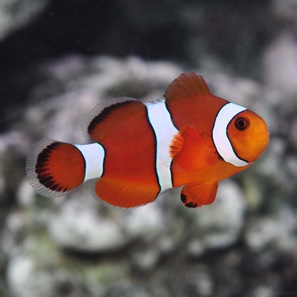 Orange Ocellaris Clownfish