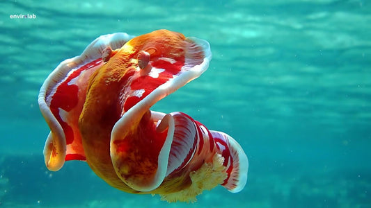 Spanish Dancer Nudibranch
