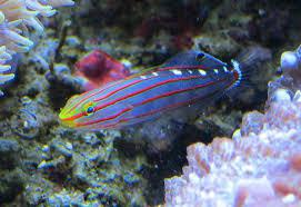 Rainford goby