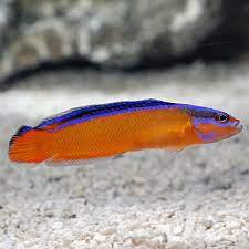 Neon Dottyback