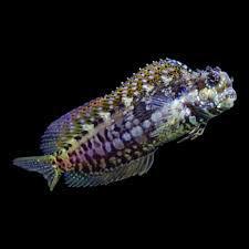 Solaris Algae Blenny