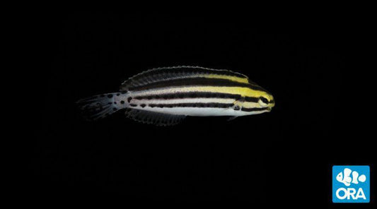 ORA Striped Blenny
