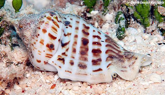 Fighting Conch