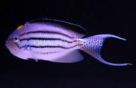 Male Lamark Angel