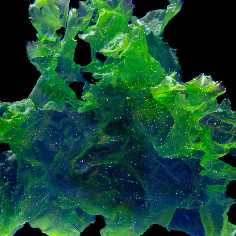 Ulva Sea Lettuce