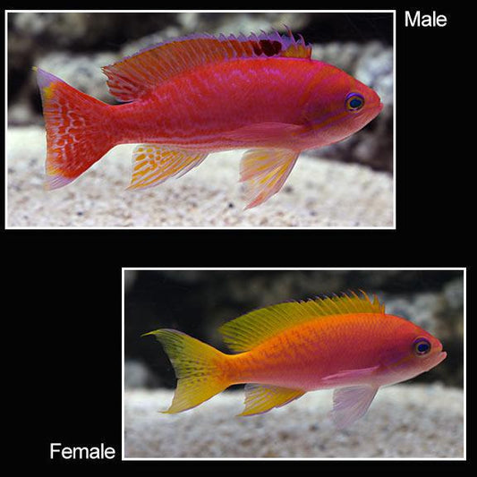 Trio Bimaculatus Anthias