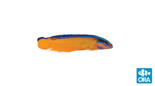 ORA Neon Dottyback