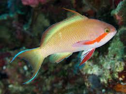 Red Cheek Anthia