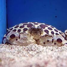 Calico Shamefaced Crab