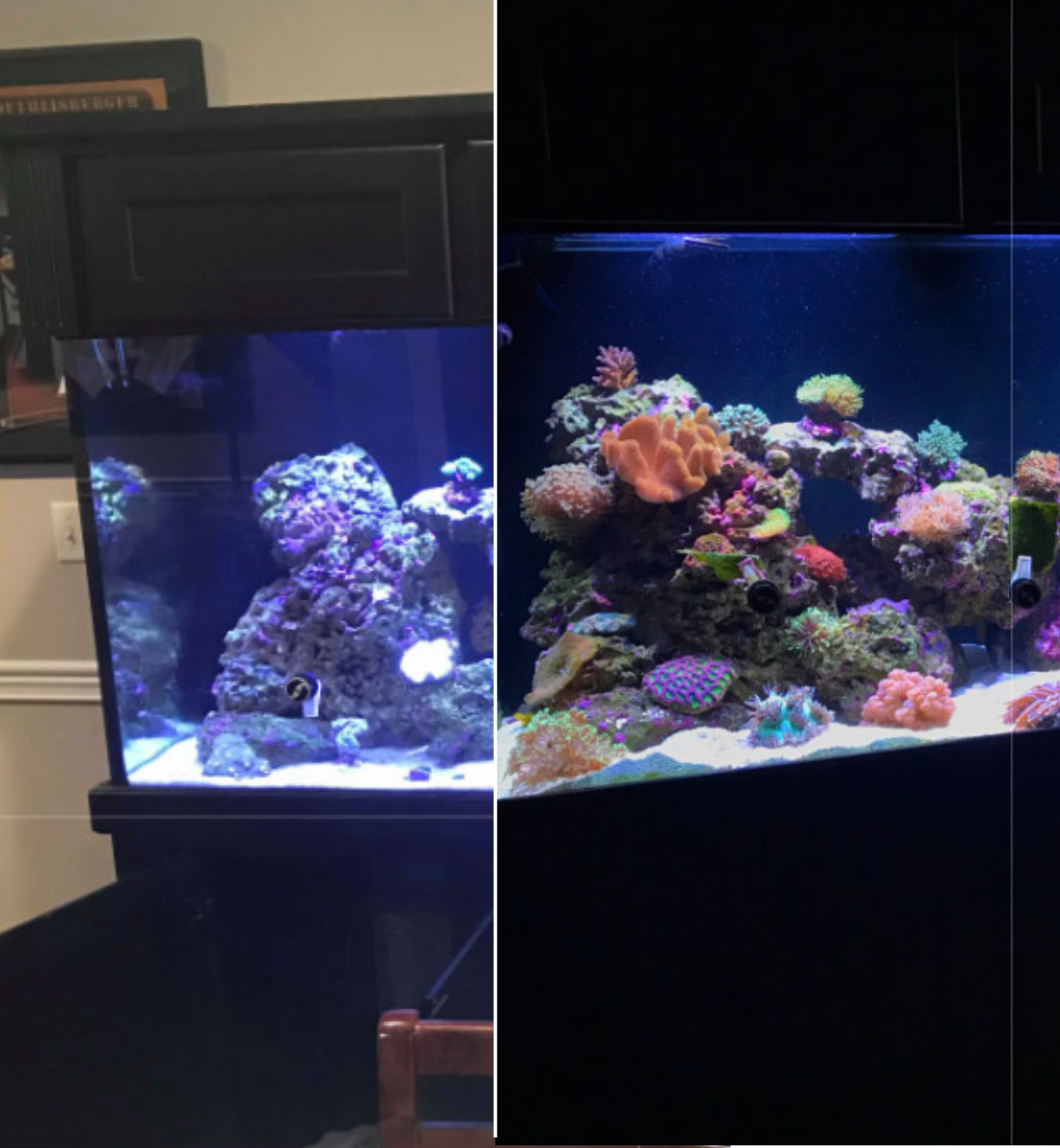 Aquarium transformation service image