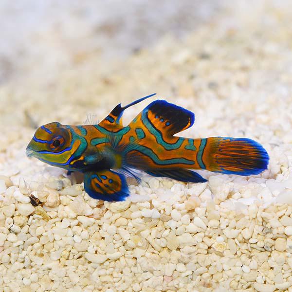 Biota Mandarin Dragonet