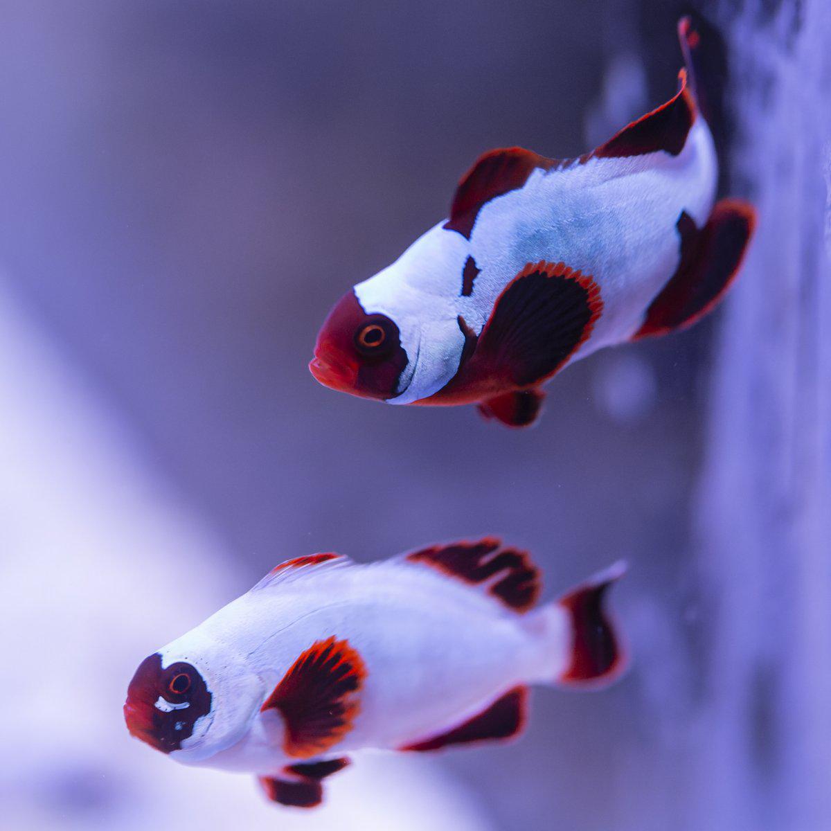 Thunder Maroon Clownfish, Pair