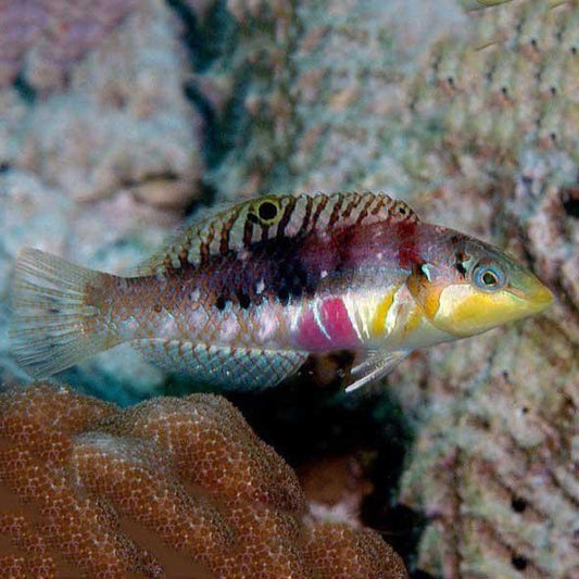 Nebulous Wrasse