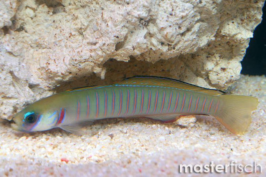 Zebra Barred Dartfish XL