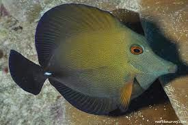 *SHOW* Scopas Tang