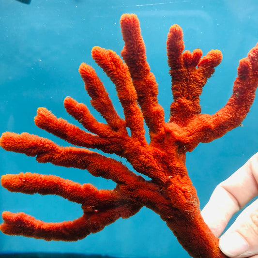 Red Tree Sponge