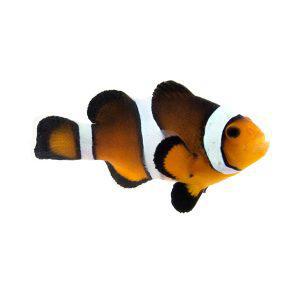 Mocha Clownfish