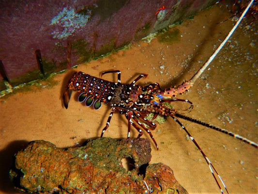 Orange Spiny Lobster