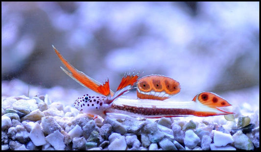 Flaming Prawn Goby
