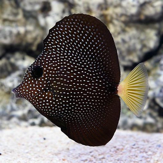 *SHOW* Gem Tang