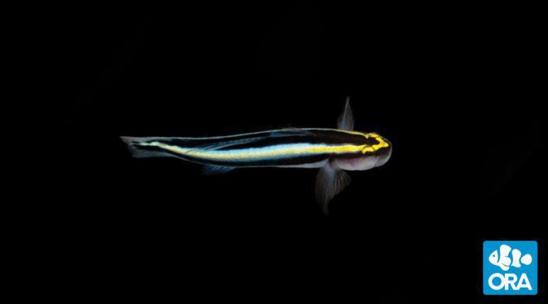 Sharknose Goby