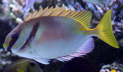 Two Barred Rabbitfish