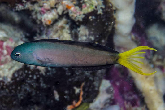 Harp Tail Blenny