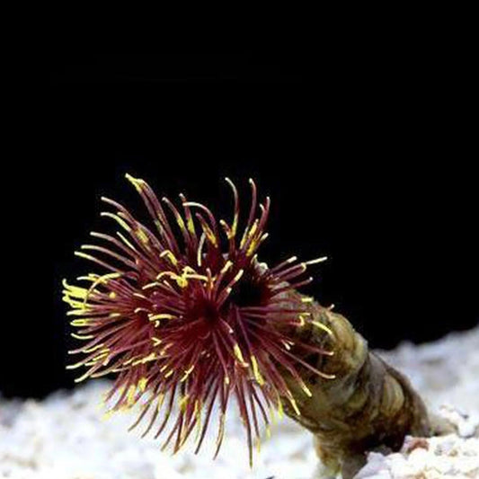 Campfire Feather Duster