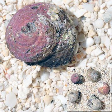 Coralline Margarita Snail