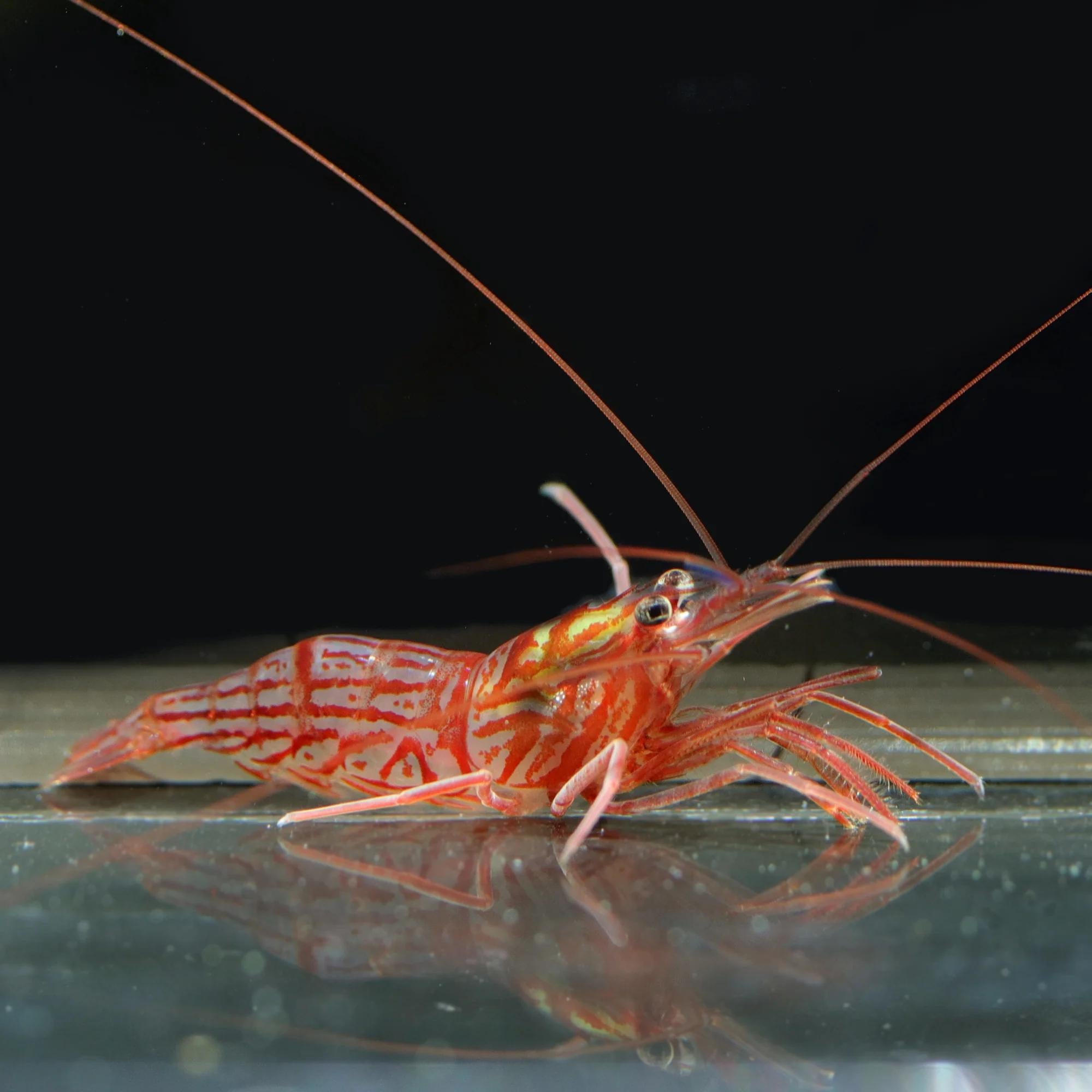 Biota Peppermint Shrimp (Lysmata wurdemanni)
