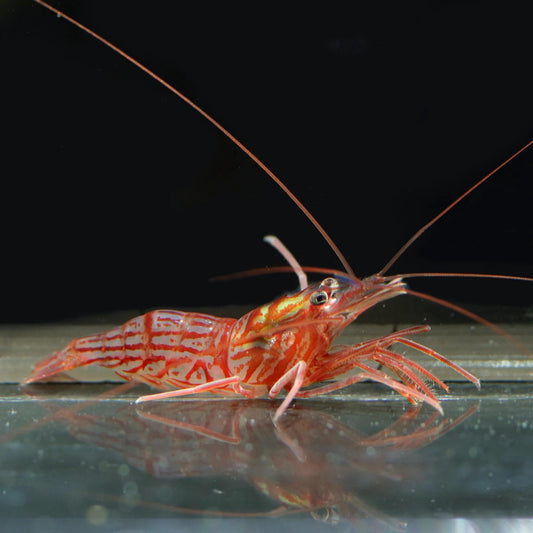 Biota Peppermint Shrimp (Lysmata wurdemanni)
