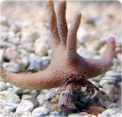 Staghorn Hermit Crab