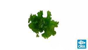 ORA Ulva Sea Lettuce