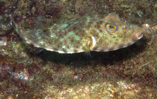 Longnose Puffer