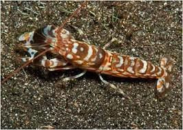 Tiger Pistol Shrimp