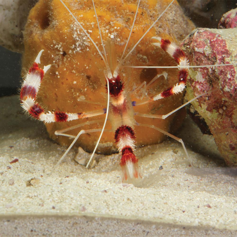 Coral Banded Shrimp