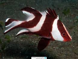 Red Emperor Snapper