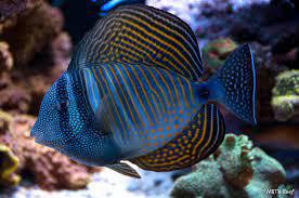 Desjardini Sailfin Tang (Red Sea Variant)
