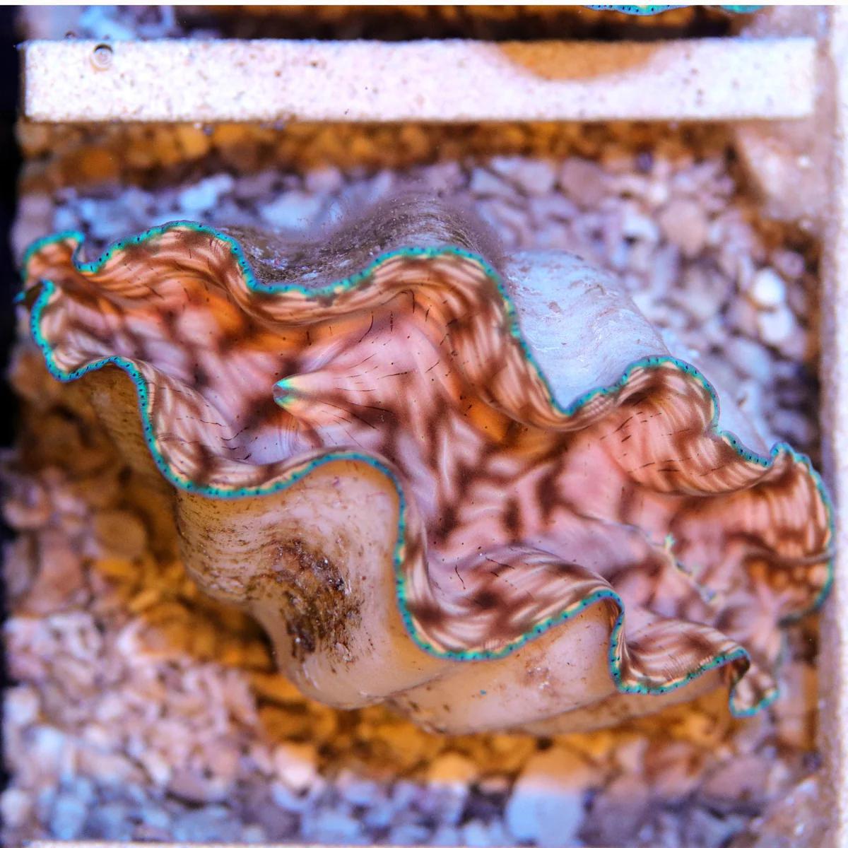 Biota Derasa Clam