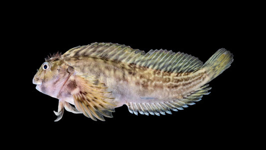Biota Molly Miller Blenny